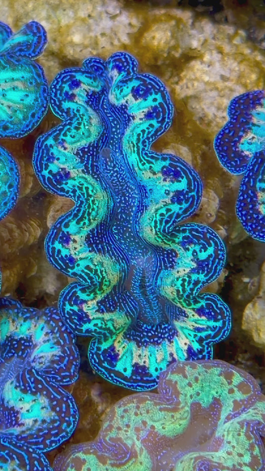 Ultra Rainbow Crocea Clam Captive Bred B