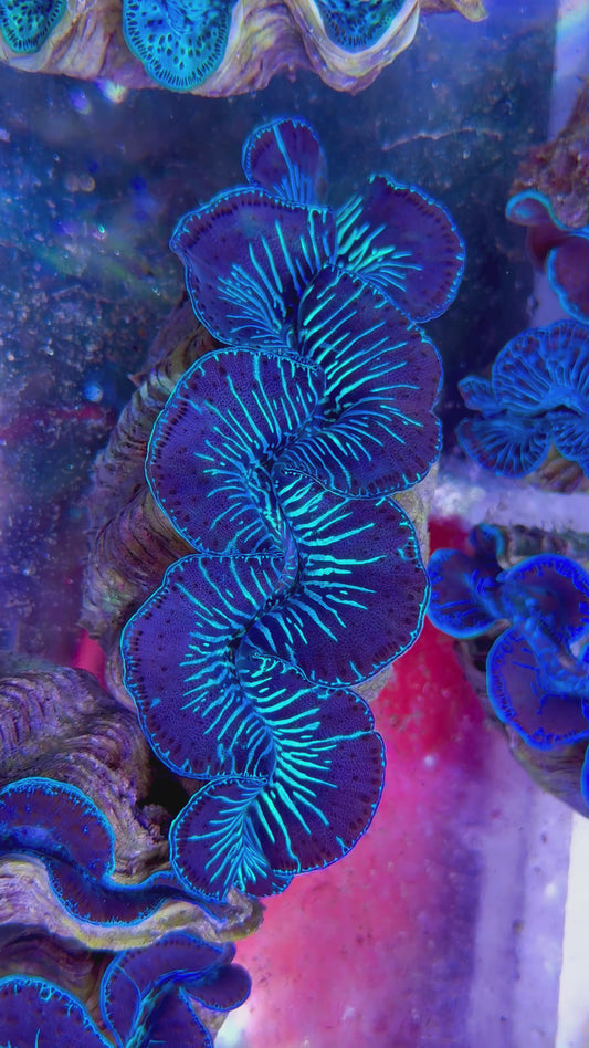 Maxima Clam 6” to 7” very unique patterns Blue tiger markings