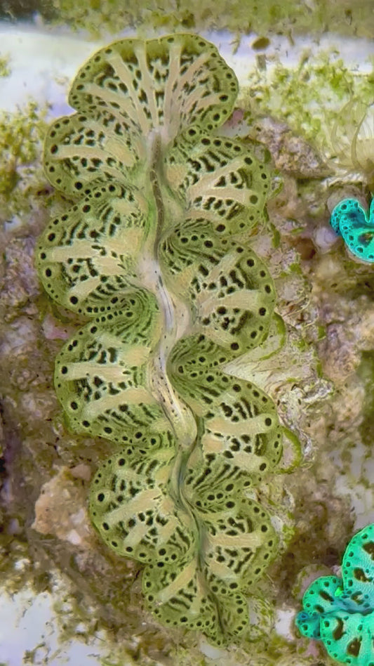 Ultra Captive Bred Noae Clam 2” to 2.5" inches