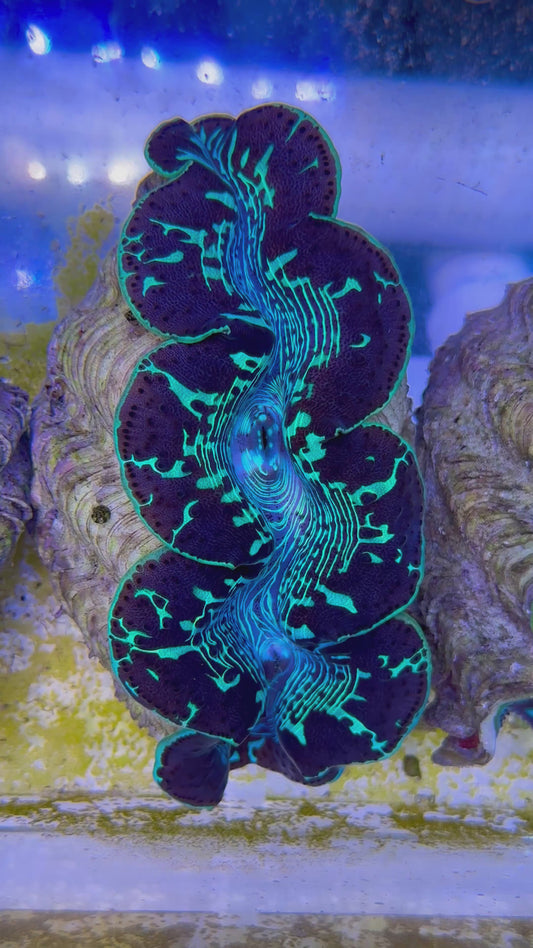 Maxima Clam 5" to 6" beautiful markings black and green
