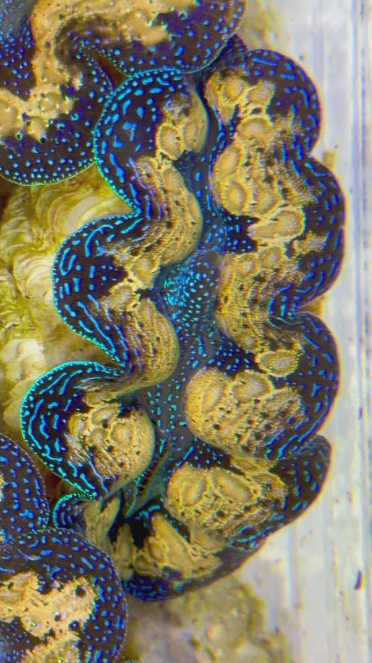 Ultra Teardrop Crocea Clam Captive Bred A