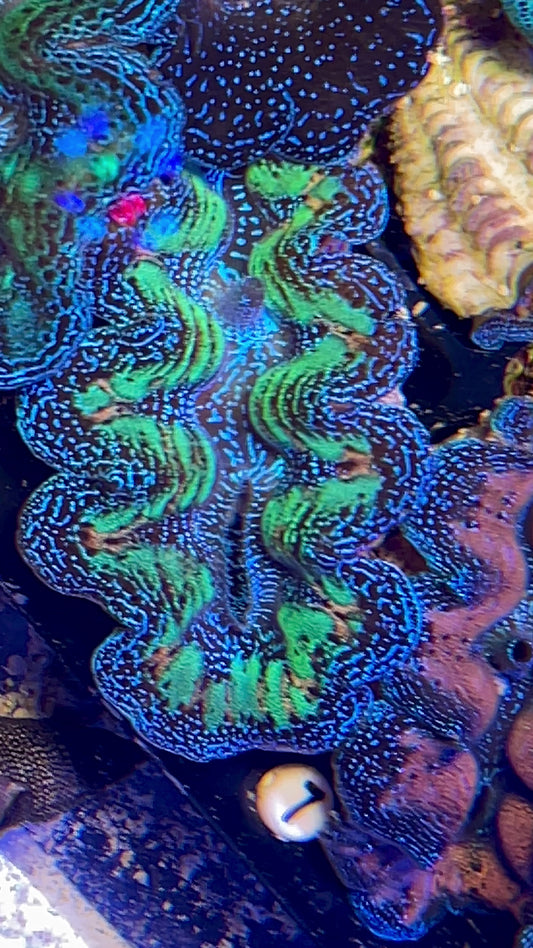 Ultra rainbow crocea clam #4