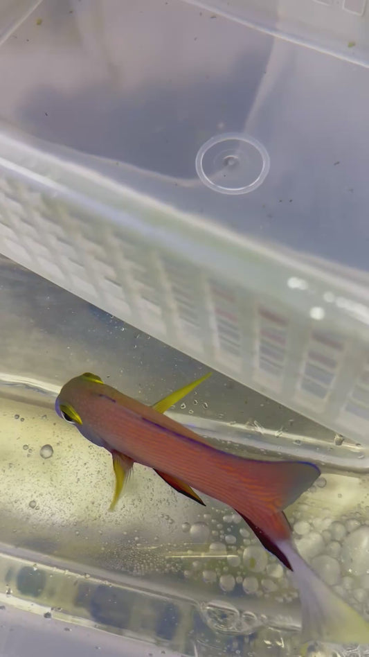 White Tail Tang Black Friday special