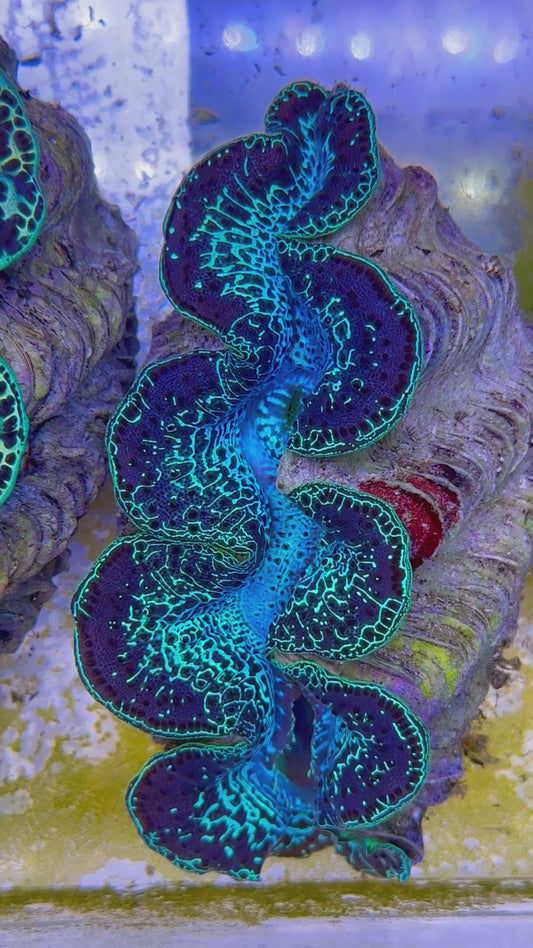 Maxima Clam 5" to 6" black and green