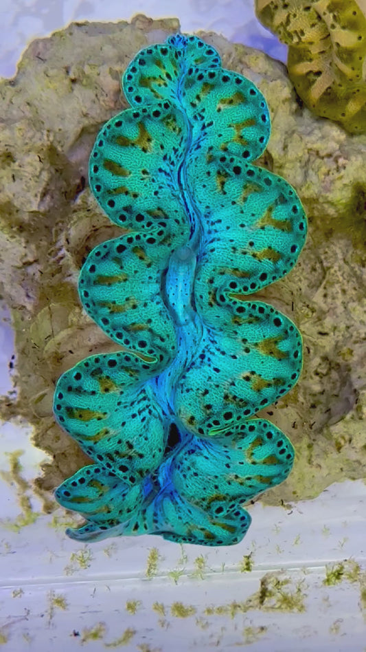 Ultra Captive Bred Noae Clam 2” to 2.5" inches with orange dots