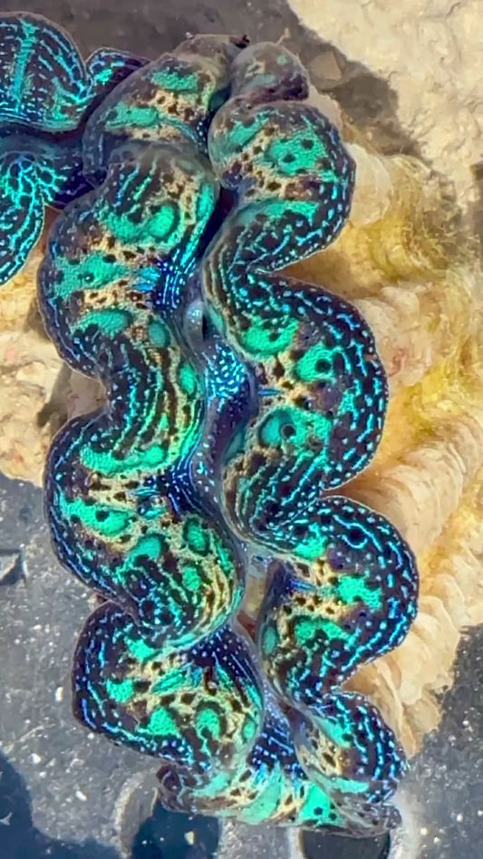 Captive Bred Cultured Rainbow Tridacna Clam 2” to 2.5 inches OD T2