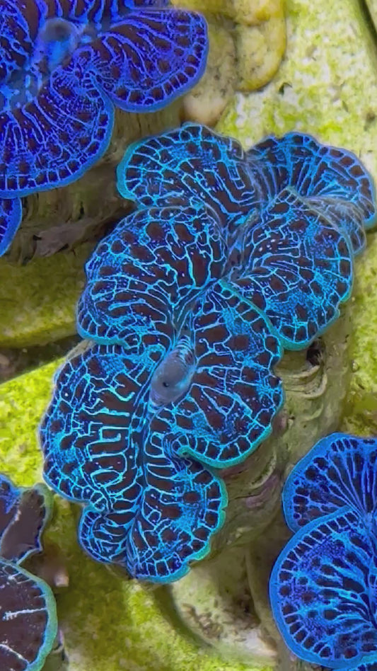 Beautiful Captive Bred Maxima Clam