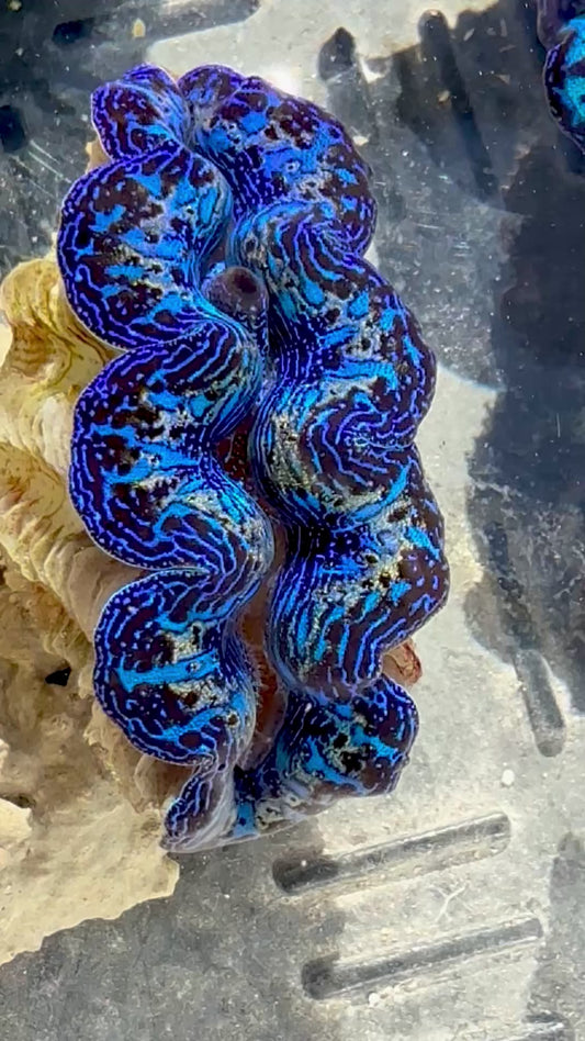 Captive Bred Cultured Rainbow Tridacna Clam 2” to 2.5 inches OD T1