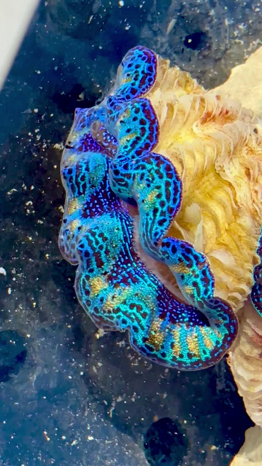 Captive Bred Cultured Rainbow Tridacna Clam 2” to 2.5 inches OD T2