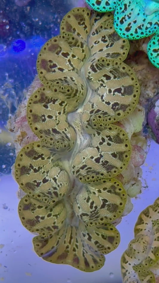 Ultra Captive Bred Noae Clam 2” to 2.5" inches