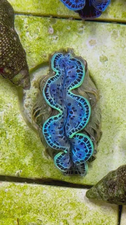 Beautiful Captive Bred Maxima Clam