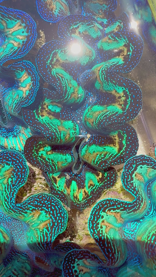 Ultra Neon Green, Blue, and Gold Rainbow Crocea Rainbow FT3 #6