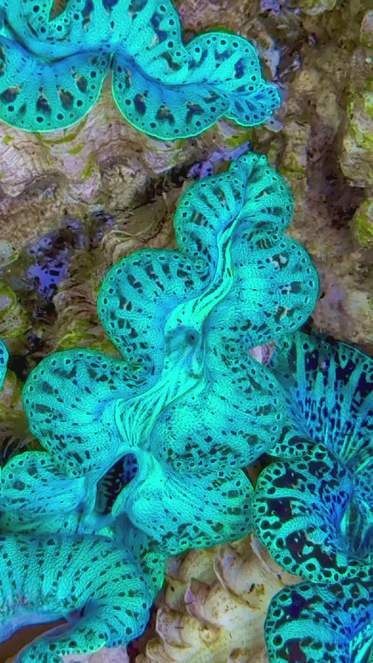 Ultra Captive Bred Noae Clam (Tear drop Maxima) 2” to 2.5" inches Rare Neon turquoise