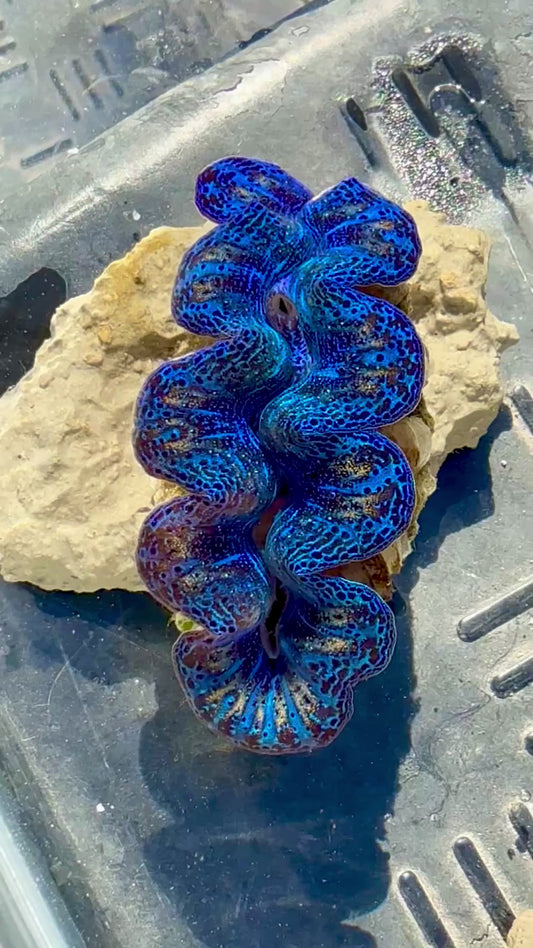 Captive Bred Cultured Rainbow Tridacna Clam 2” to 2.5 inches OD T1