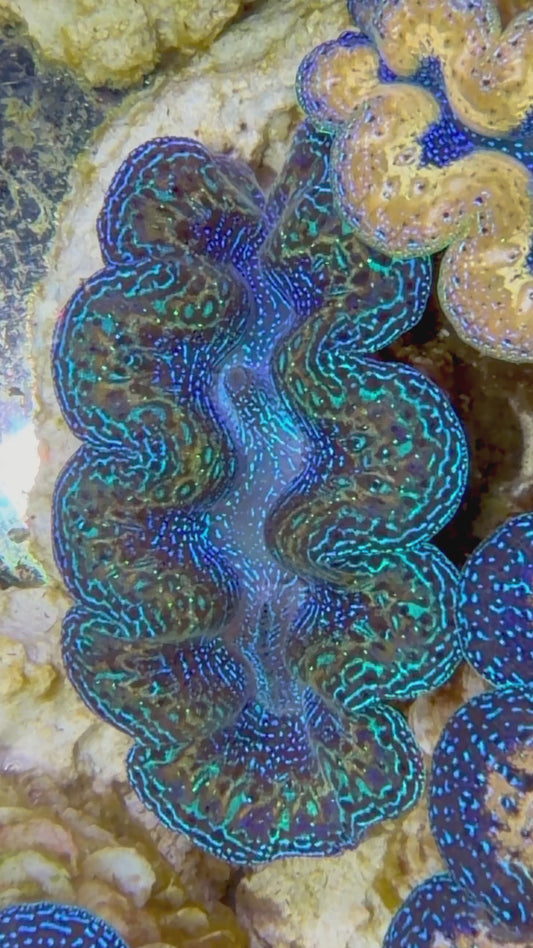Ultra Rainbow Crocea Clam Captive Bred A