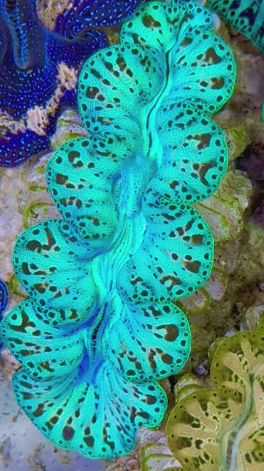 Ultra Captive Bred Noae Clam 2” to 2.5" inches