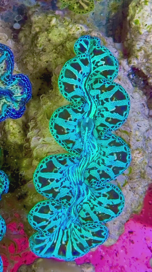 Ultra Captive Bred Noae Clam (Tear drop Maxima) 2” to 2.5" inches