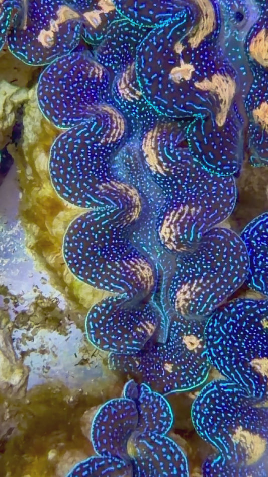 Crocea Clam Captive Bred A