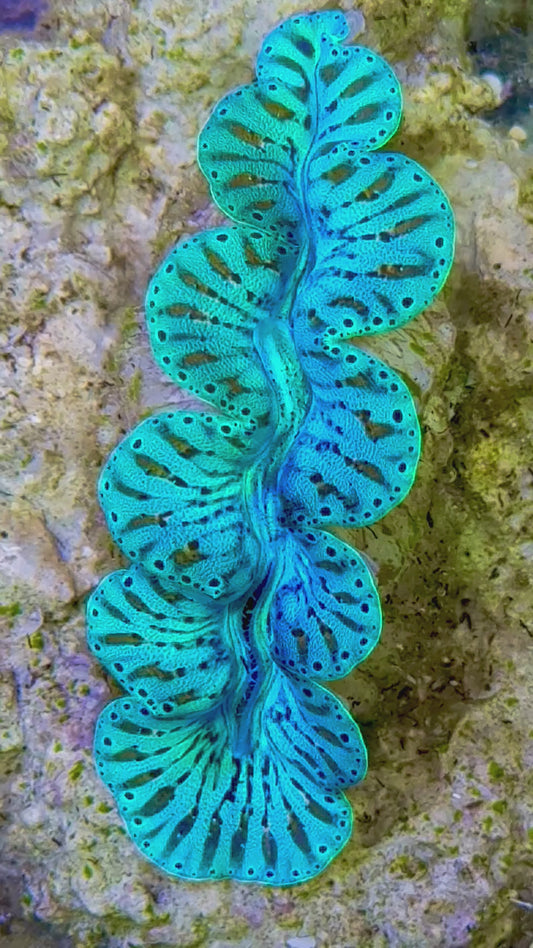 Ultra Captive Bred Noae Clam 2” to 2.5" inches