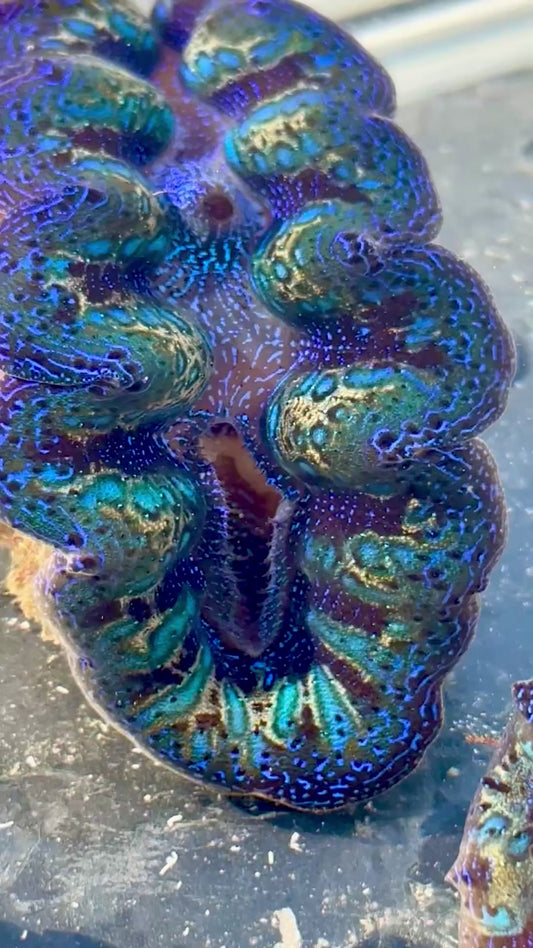 Captive Bred Cultured Rainbow Tridacna Clam 2” to 2.5 inches OD T2