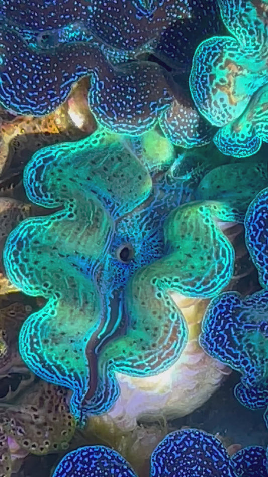 Neon Crocea Clam