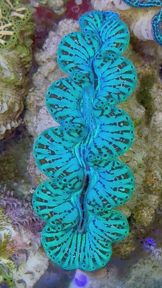 Ultra Captive Bred Noae Clam 2” to 2.5" inches