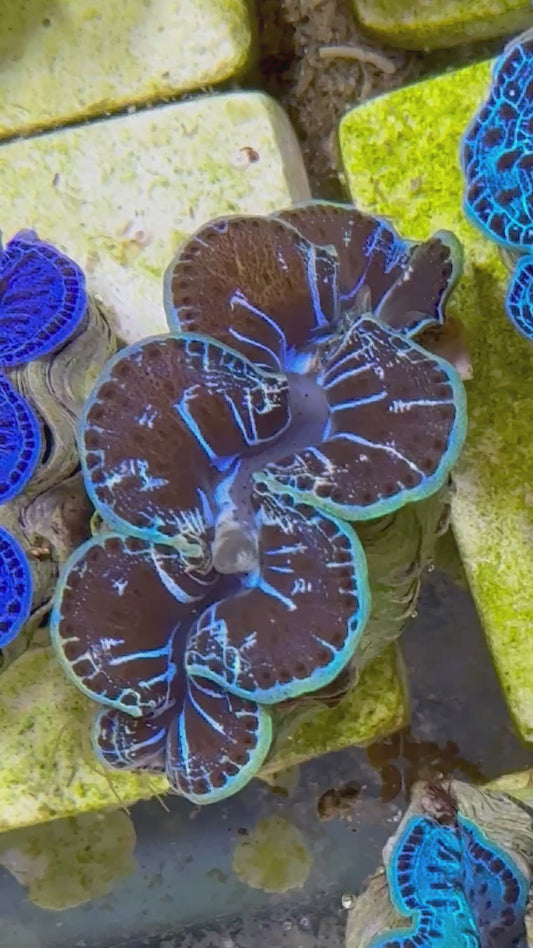Beautiful Captive Bred Seni Rainbow Maxima Clam