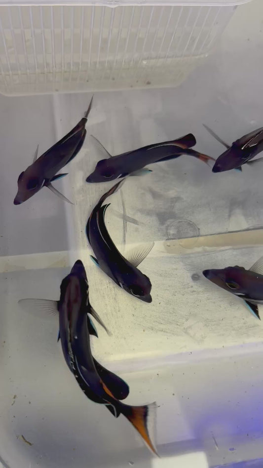 Achilles Tang 4” Black Friday special