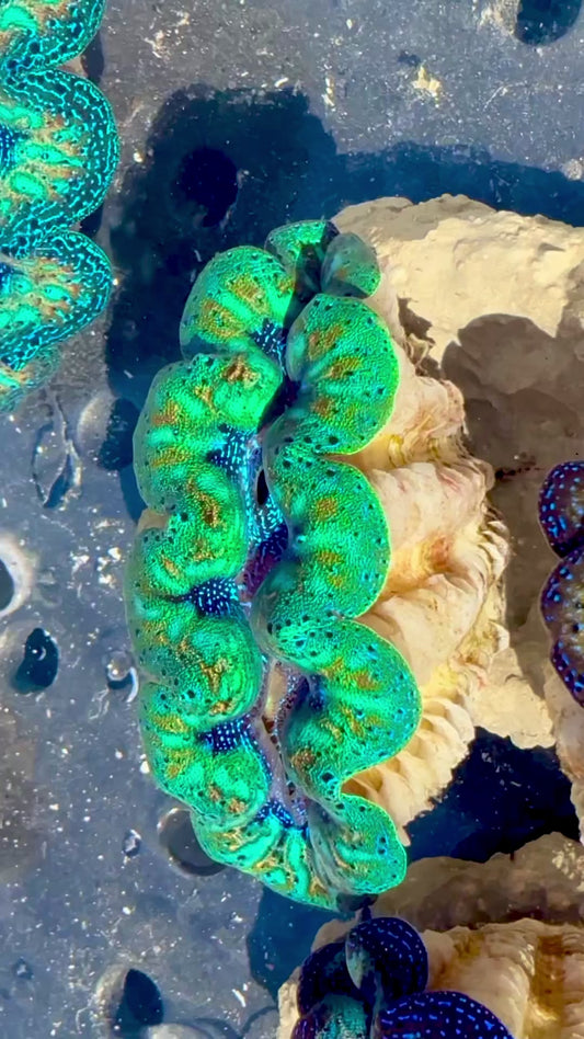 Captive Bred Cultured Rainbow Tridacna Clam 2” to 2.5 inches OD T2