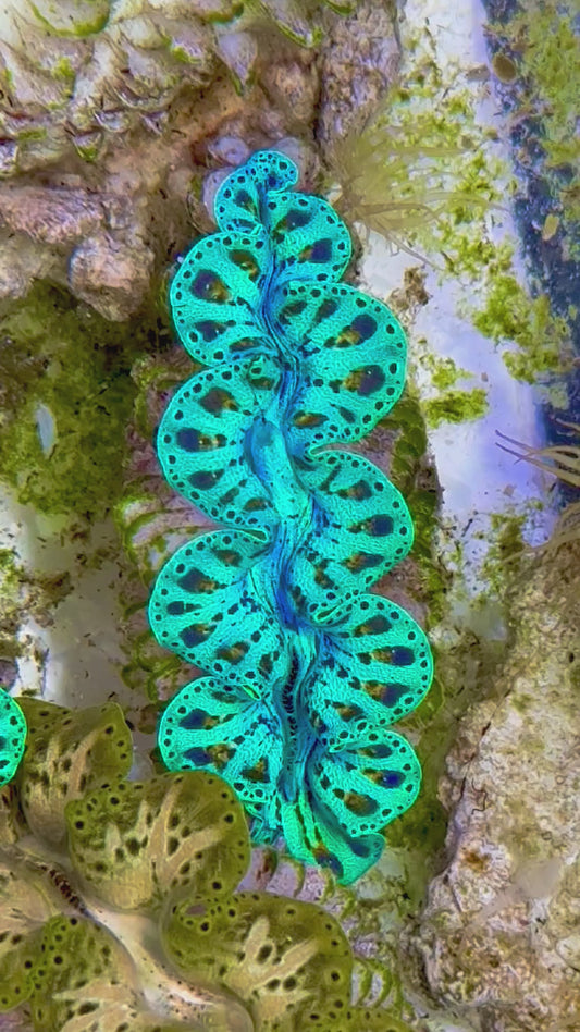 Ultra Captive Bred Noae Clam 2” to 2.5" inches